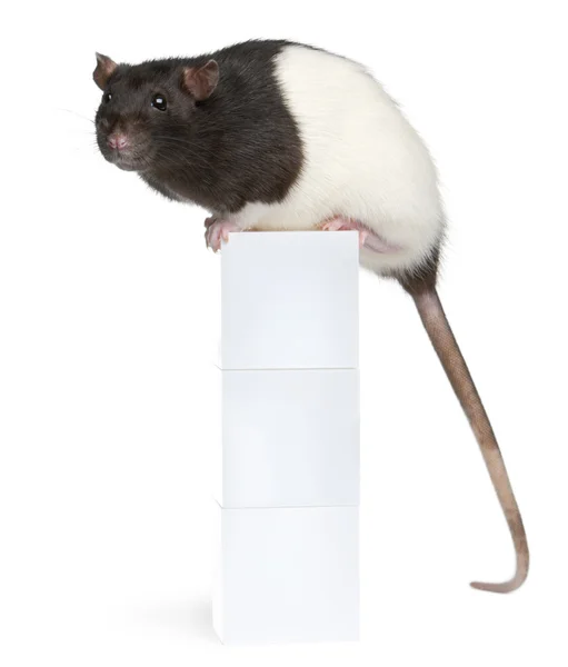 Fancy rat, 1 jaar oud, zittend op vak in de voorkant van de witte achtergrond — Stockfoto
