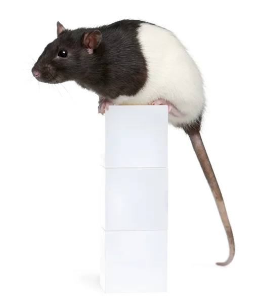 Fantasie-Ratte, 1 Jahr alt, sitzt auf Kiste vor weißem Hintergrund — Stockfoto