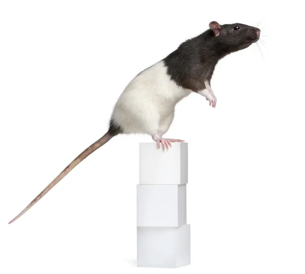 Rato chique, 1 ano, em pé em caixas na frente do fundo branco — Fotografia de Stock