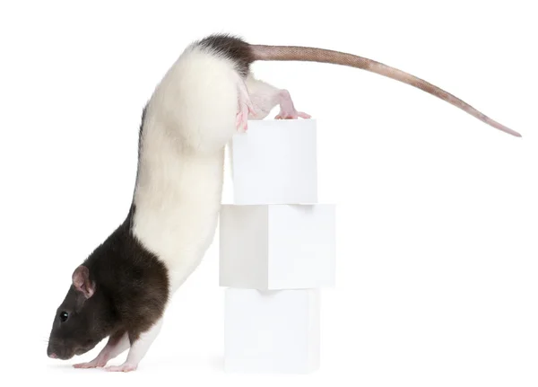 Háziasított patkány, 1 éves, hegymászás kikapcsolása a dobozok, fehér háttér előtt — Stock Fotó