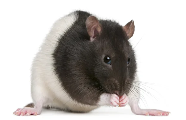 Fancy rat, 1 jaar oud, voor witte achtergrond — Stockfoto