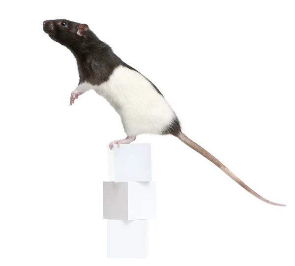 Ozdobný krysa, 1 rok starý, stojící na krabicích před bílým pozadím — Stock fotografie