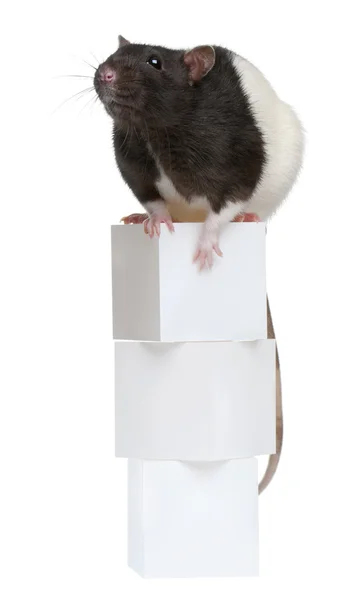 Fancy Rat, 1 year old, sitting on boxes in front of white background — Stock Photo, Image