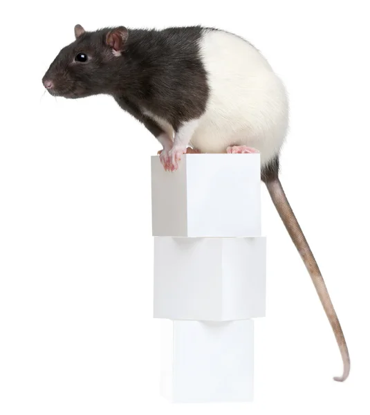 stock image Fancy Rat, 1 year old, sitting on boxes in front of white background