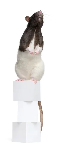 Rato chique, 1 ano, em pé em caixas na frente do fundo branco — Fotografia de Stock
