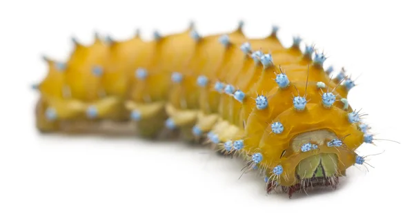 巨型孔雀蛾，saturnia 梨，在白色背景前的毛虫 — 图库照片