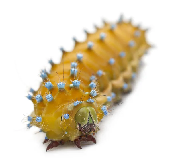 Caterpillar of the Giant Peacock Moth, Saturnia pyri, in front of white background — Stock Photo, Image