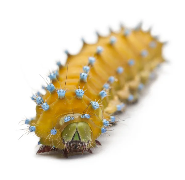 Caterpillar of the Giant Peacock Moth, Saturnia pyri, in front of white fone — стоковое фото