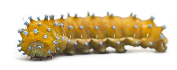 Caterpillar of the Giant Peacock Moth, Saturnia pyri, in front of white background — Stock Photo, Image