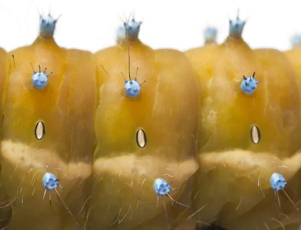 Close-up van caterpillar van de reus klaverblaadje, saturnia pyri, voor witte achtergrond — Stockfoto