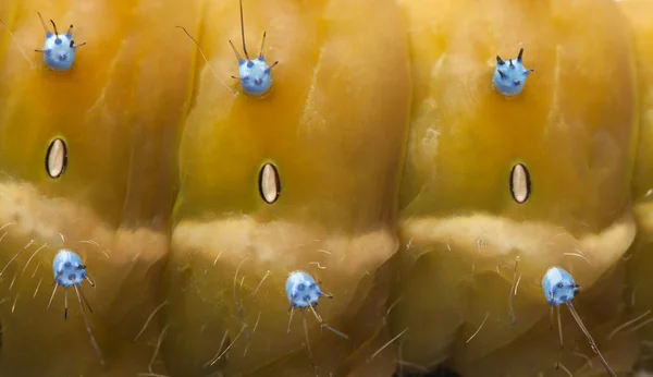 Close-up van caterpillar van de reus klaverblaadje, saturnia pyri — Stockfoto