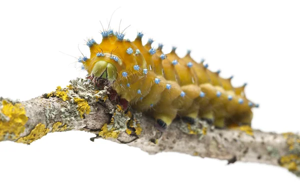 Caterpillar of the Giant Peacock Moth, Saturnia pyri, on tree branch in front of white fone — стоковое фото
