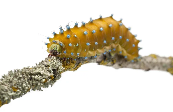 Caterpillar of the Giant Peacock Moth, Saturnia pyri, on tree branch in front of white background — Stock Photo, Image