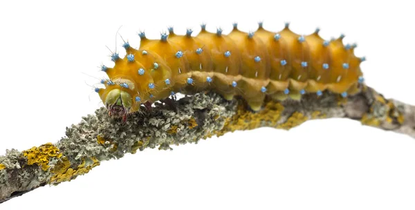 Caterpillar of the Giant Peacock Moth, Saturnia pyri, on tree branch in front of white background — Stock Photo, Image