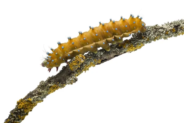 Caterpillar of the Giant Peacock Moth, Saturnia pyri, on tree branch in front of white fone — стоковое фото