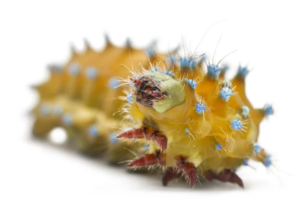 Caterpillar of the Giant Peacock Moth, Saturnia pyri, in front of white fone — стоковое фото