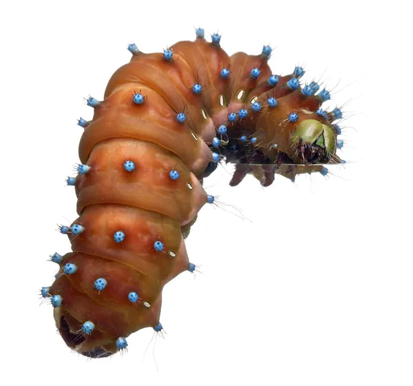 Caterpillar of the Giant Peacock Moth before cocooning, Saturnia pyri, in front of white background — Stock Photo, Image