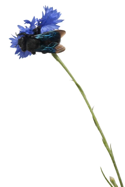 Бджола тесляра, Xylocopa violacea, на синя квітка перед білим тлом — стокове фото