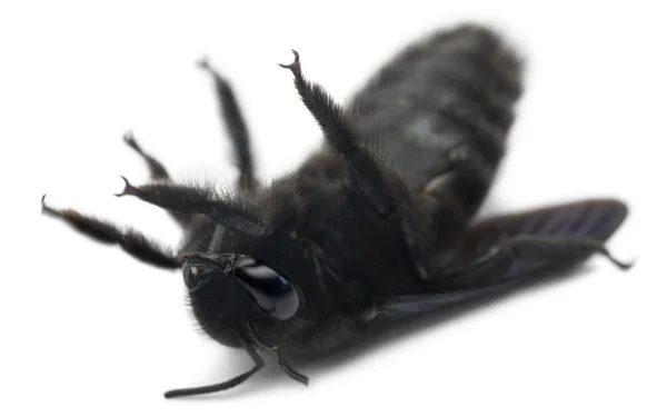 Marangoz arı, beyaz arka plan yalan xylocopa violacea — Stok fotoğraf