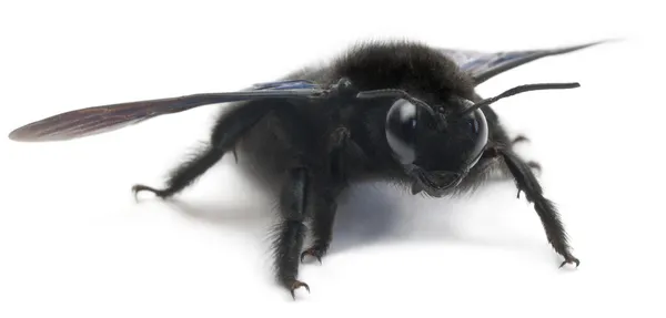 Pszczoła Carpenter, violacea xylocopa, przed białym tle — Zdjęcie stockowe