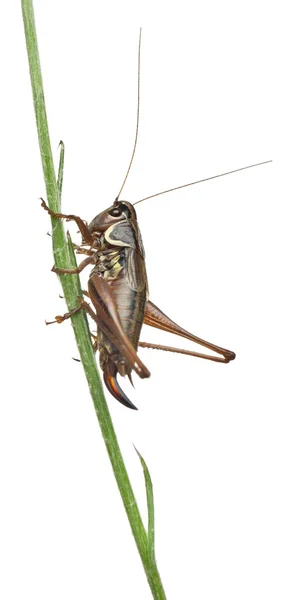 Θηλυκό ασπίδα-πίσω katydid, platycleis tessellate ή κυβόφιδο, μπροστά από το λευκό φόντο — Φωτογραφία Αρχείου
