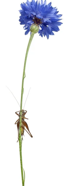 Female Shield-back Katydid, Platycleis tessellata, climbing flower in front of white background — Stock Photo, Image