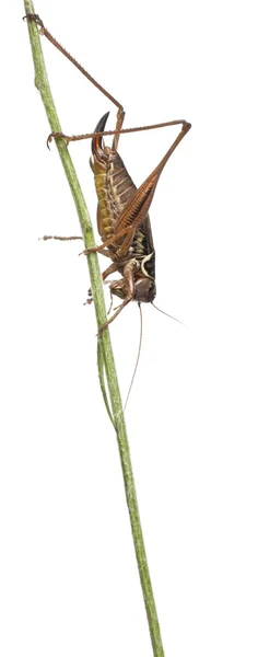 Kobieta tarcza z powrotem katydid, platycleis Natrix, przed białym tle — Zdjęcie stockowe