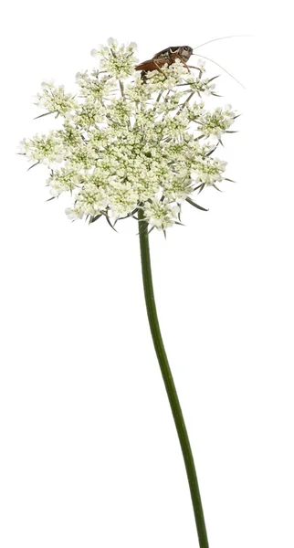 Катидид, Платиклис тесселлата, взбирающийся цветок перед белым фоном — стоковое фото