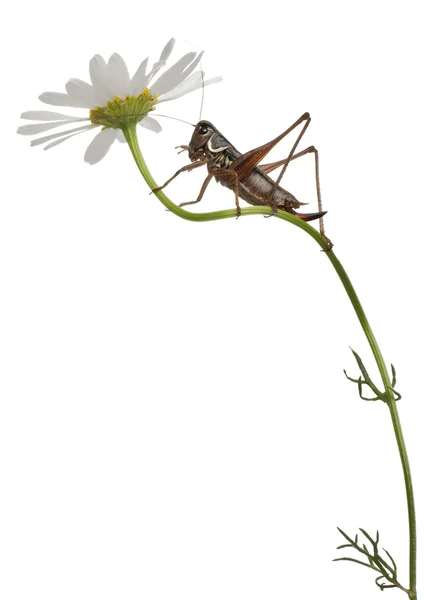 Kobieta tarcza z powrotem katydid, platycleis Natrix, wspinaczka kwiat przed białym tle — Zdjęcie stockowe