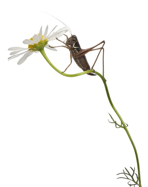 Kobieta tarcza z powrotem katydid, platycleis Natrix, wspinaczka kwiat przed białym tle — Zdjęcie stockowe