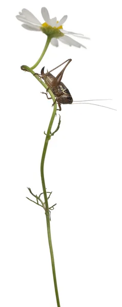 Θηλυκό ασπίδα-πίσω katydid, platycleis tessellate ή κυβόφιδο, αναρρίχηση λουλούδι μπροστά από το λευκό φόντο — Φωτογραφία Αρχείου