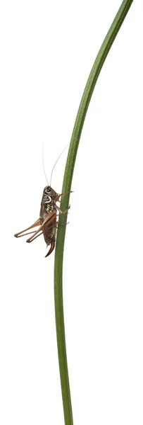 Θηλυκό ασπίδα-πίσω katydid, platycleis tessellate ή κυβόφιδο, μπροστά από το λευκό φόντο — Φωτογραφία Αρχείου