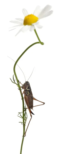 Θηλυκό ασπίδα-πίσω katydid, platycleis tessellate ή κυβόφιδο, αναρρίχηση λουλούδι μπροστά από το λευκό φόντο — Φωτογραφία Αρχείου
