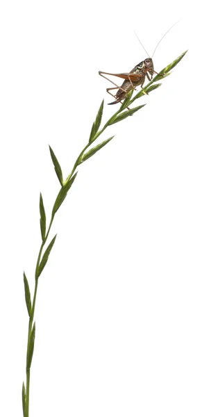 Жіночий щит-назад Katydid, Platycleis Tesellata, скелелазіння трави перед білим тлом — стокове фото