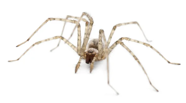 Tegenaria parietina, fehér háttér előtt bíboros pók, — Stock Fotó