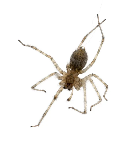 Kardynał pająk, Kątnik ścienny, zwisające z jego wątek przed białym tle — Zdjęcie stockowe