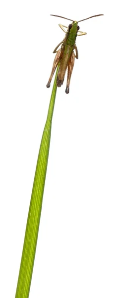 흰색 배경 앞 잔디 잎에 메뚜기 — 스톡 사진