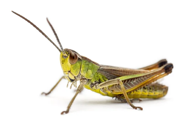 Grasshopper na frente de fundo branco — Fotografia de Stock