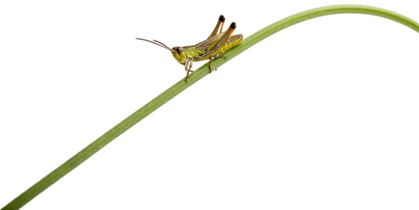 Grasshopper em uma lâmina de grama na frente de fundo branco — Fotografia de Stock