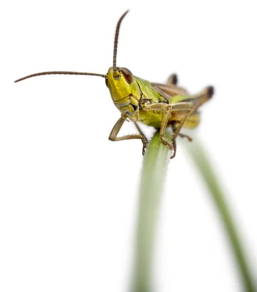 흰색 배경 앞 잔디 잎에 메뚜기 — 스톡 사진
