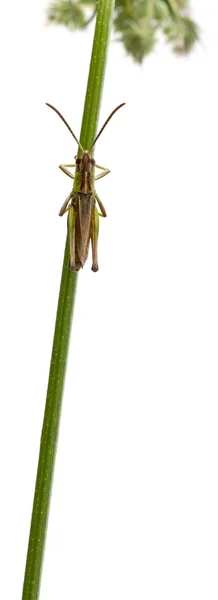 Grasshopper sobre un tallo delante de fondo blanco —  Fotos de Stock