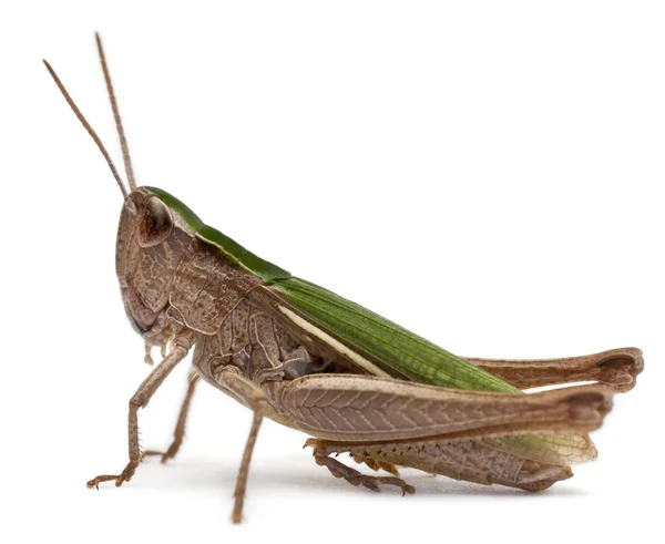 Grasshopper na frente de fundo branco — Fotografia de Stock