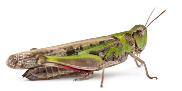 하얀 배경 앞에 있는 메뚜기 — 스톡 사진