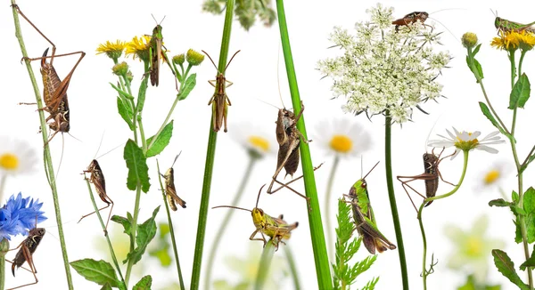 Rural composition of Locust and grasshopper on flowers, grass an — Stock Photo, Image