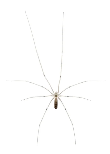 Αράχνη, holocnemus pluchei, μπροστά από το λευκό φόντο — Φωτογραφία Αρχείου
