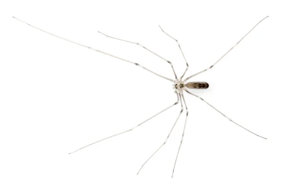 거미, Holocnemus pluchei, 흰색 배경 앞 — 스톡 사진