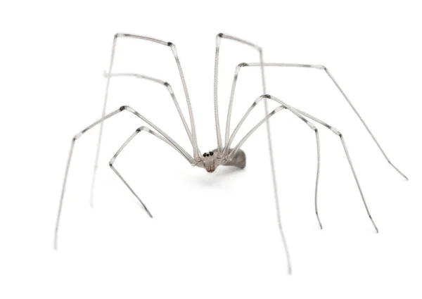 Araña, Holocnemus pluchei, frente al fondo blanco —  Fotos de Stock