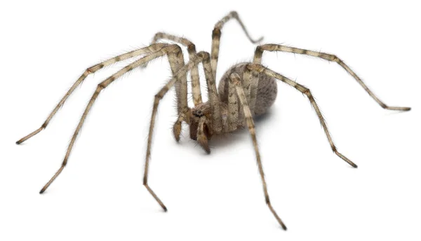 主教蜘蛛，tegenaria parietina，在白色背景前 — 图库照片