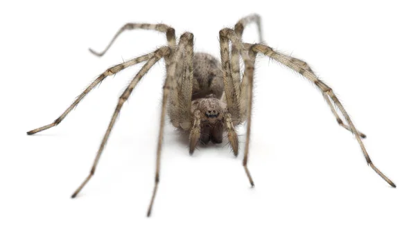 Καρδινάλιος αράχνη, tegenaria parietina, μπροστά από το λευκό φόντο — Φωτογραφία Αρχείου