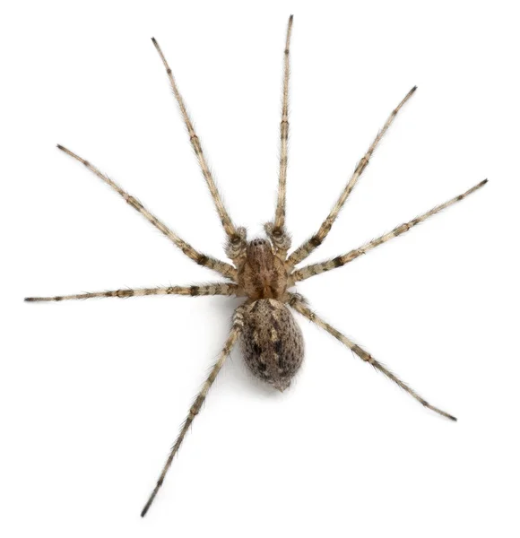 Kardynał pająk, Kątnik ścienny, przed białym tle — Zdjęcie stockowe